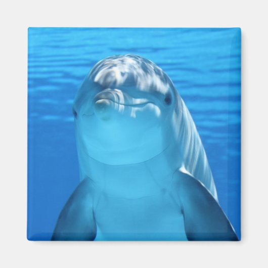 Aimant Beau dauphin (Devant)