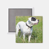 Aimant Beau Dogo Argentino (Recto/Verso)