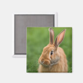 Aimant Beau lapin (Recto/Verso)