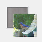 Aimant Beau Oiseau (Recto/Verso)