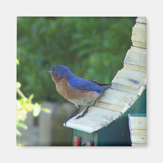 Aimant Beau Oiseau