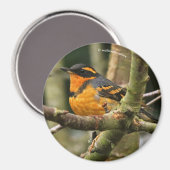 Aimant Beau oiseau-chanteur à gorge variée dans l'arbre (Recto/Verso)