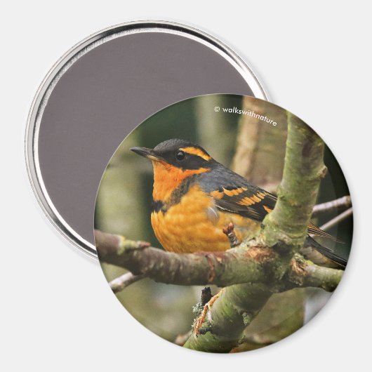 Aimant Beau oiseau-chanteur à gorge variée dans l'arbre (Recto/Verso)