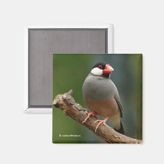 Aimant Beau oiseau-chanteur Java Finch (Recto/Verso)