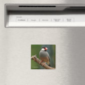 Aimant Beau oiseau-chanteur Java Finch (In Situ (Lave-vaisselle))