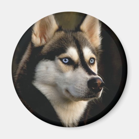 Aimant Beau Oreiller Husky Lrow (Devant)