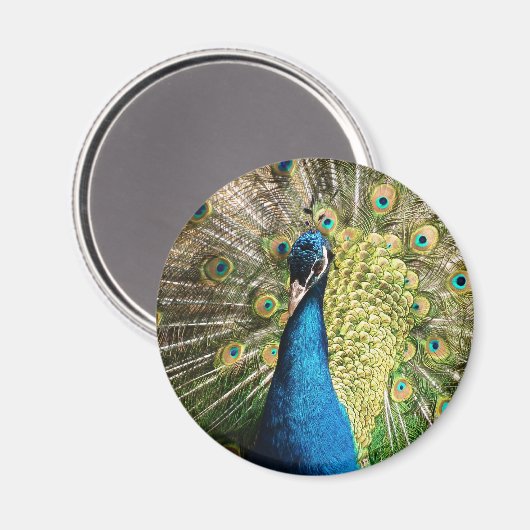 Aimant Beau paon (Recto/Verso)