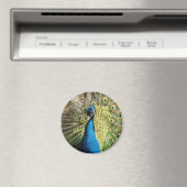 Aimant Beau paon (In Situ (Lave-vaisselle))