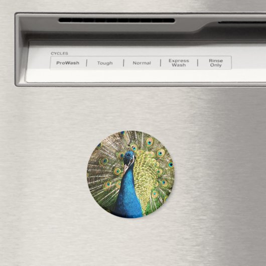 Aimant Beau paon (In Situ (Lave-vaisselle))