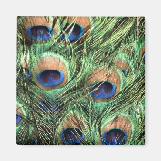 Aimant Beau Peacock (Devant)