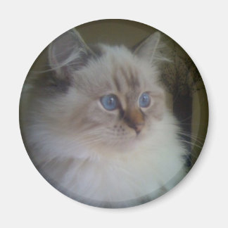 Aimant Beau Ragdoll Hymalayan Chat à regarder en hiver