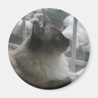 Aimant Beau Ragdoll Hymalayan Chat à regarder en hiver