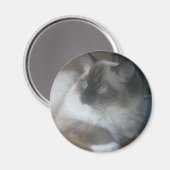 Aimant Beau Ragdoll Hymalayan Chat regardant dehors (Recto/Verso)