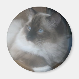 Aimant Beau Ragdoll Hymalayan Chat regardant dehors