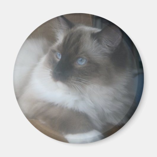 Aimant Beau Ragdoll Hymalayan Chat regardant dehors (Devant)