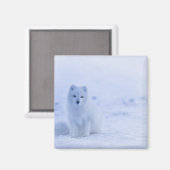 Aimant Beau renard arctique (Recto/Verso)