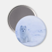 Aimant Beau renard arctique (Recto/Verso)