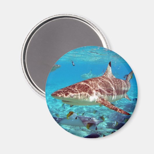 Aimant Beau requin (Recto/Verso)