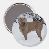 Aimant Beau Weimaraner dans la neige (Recto/Verso)