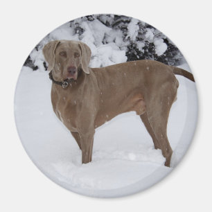 Aimant Beau Weimaraner dans la neige