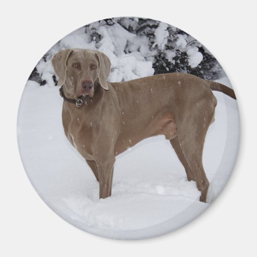 Aimant Beau Weimaraner dans la neige (Devant)