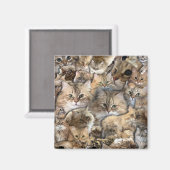 Aimant Beaucoup de mini-chats (Recto/Verso)