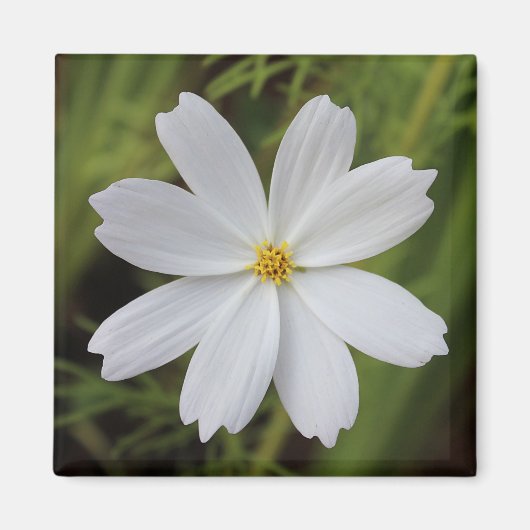 Aimant Beauté blanche simple (Devant)