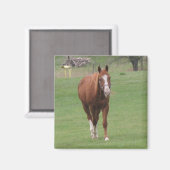 aimant beauté cheval (Recto/Verso)