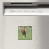 aimant beauté cheval (In Situ (Lave-vaisselle))