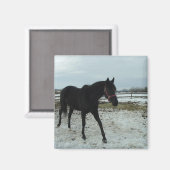 Aimant Beauté de Black Stallion (Recto/Verso)