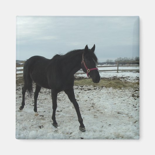 Aimant Beauté de Black Stallion (Devant)