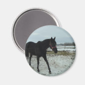 Aimant Beauté de Black Stallion (Recto/Verso)