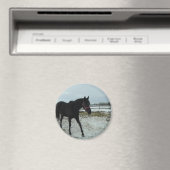 Aimant Beauté de Black Stallion (In Situ (Lave-vaisselle))