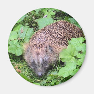 Aimant Beauté de sommeil