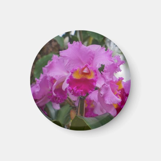 Aimant Beauté d'orchidée (Devant)