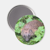 Aimant Beauté dormante (Recto/Verso)