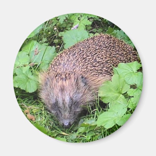 Aimant Beauté dormante (Devant)