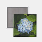 Aimant Beautiful Blue Hydrangea Floral Photo (Recto/Verso)