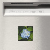 Aimant Beautiful Blue Hydrangea Floral Photo (In Situ (Lave-vaisselle))