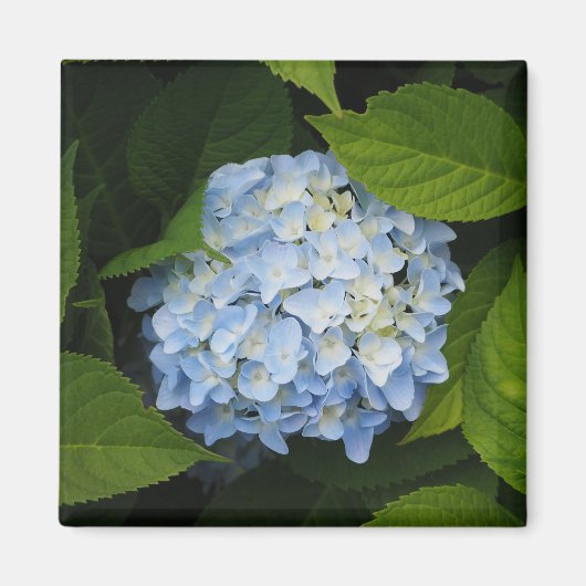 Aimant Beautiful Blue Hydrangea Floral Photo (Devant)