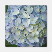 Aimant Beautiful Blue Hydrangea Flowers (Devant)