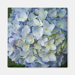 Aimant Beautiful Blue Hydrangea Flowers
