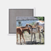 Aimant Beautiful Equines Cheval-lover's Gift (Recto/Verso)