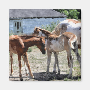 Aimant Beautiful Equines Cheval-lover's Gift