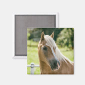 Aimant Beautiful haflinger horse (Recto/Verso)
