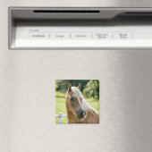 Aimant Beautiful haflinger horse (In Situ (Lave-vaisselle))