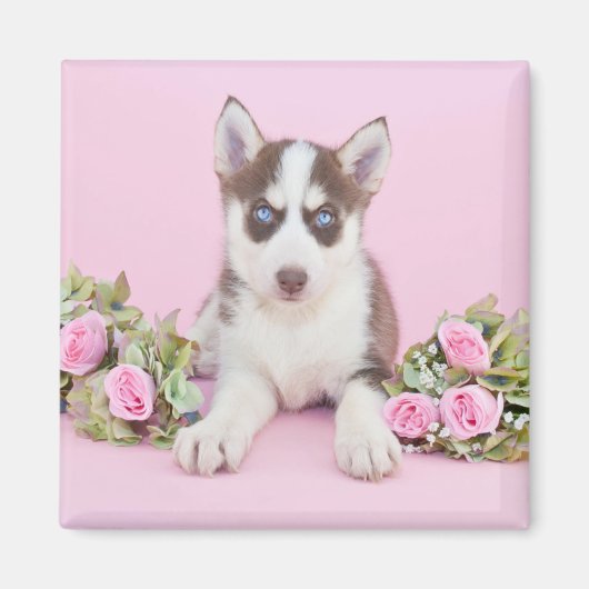 Aimant Beautiful Husky (Devant)