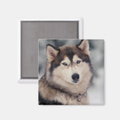 Aimant Beautiful Husky in the Outdoors (Recto/Verso)