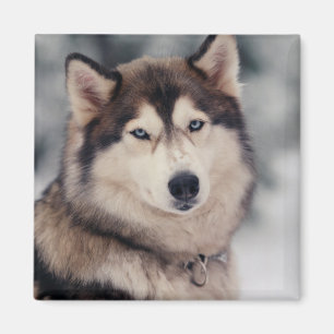 Aimant Beautiful Husky in the Outdoors
