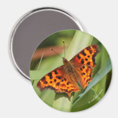 Aimant Beautiful Orange Satyr Comma Butterfly (Recto/Verso)